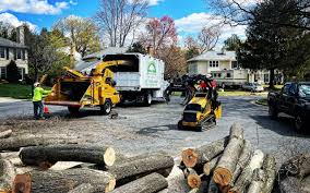 How Our Tree Care Process Works  in  Mcsherrystown, PA
